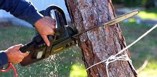 Best Tree Removal  in Copperopolis, CA