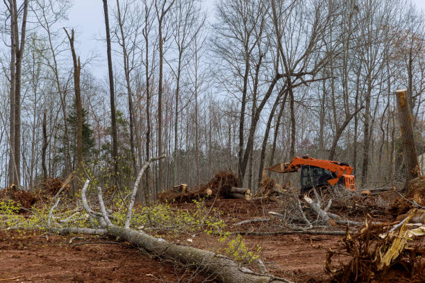 Best Tree Mulching  in Copperopolis, CA