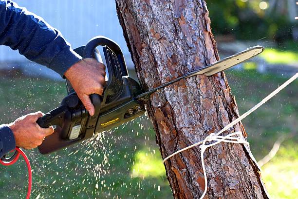 Best Commercial Tree Services  in Copperopolis, CA