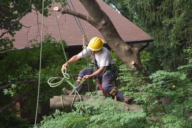 Best Tree and Shrub Care  in Copperopolis, CA