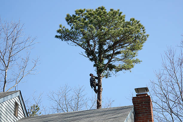  Copperopolis, CA Tree Services Pros