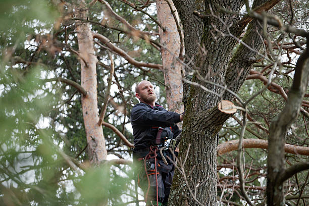 How Our Tree Care Process Works  in  Copperopolis, CA