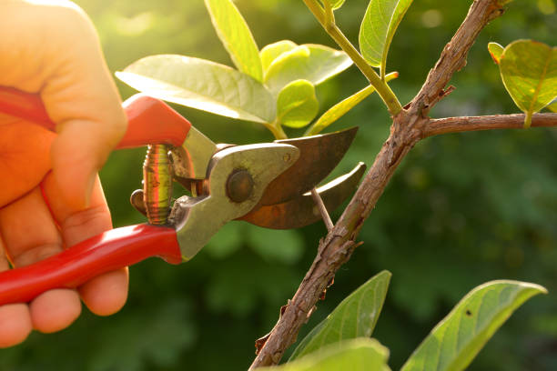 Best Storm Damage Tree Cleanup  in Copperopolis, CA